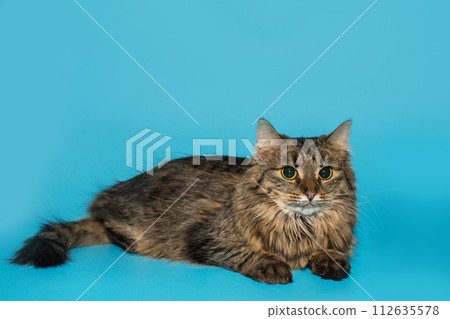 Cat with long hair of golden color 112635578