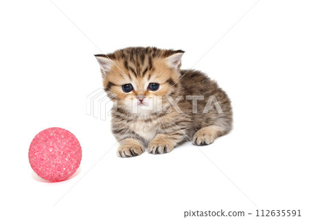 Scottish kitten with short paws Scottish kitten with short paws 112635591