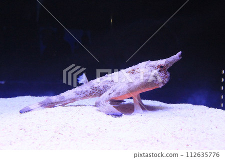 墨田水族館的“長鼻蝙蝠魚” 墨田水族館的“長鼻蝙蝠魚” 112635776