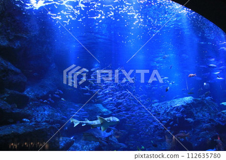 位於東京都墨田區押上的“墨田水族館” 112635780