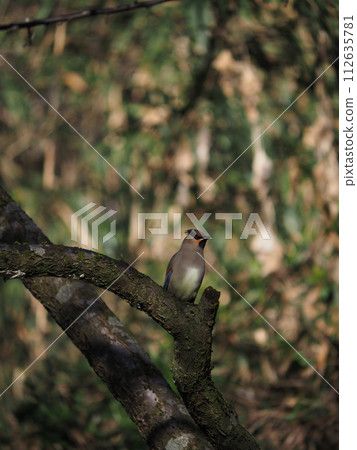 Hillenjak停在樹枝上 Hillenjak停在樹枝上 112635781