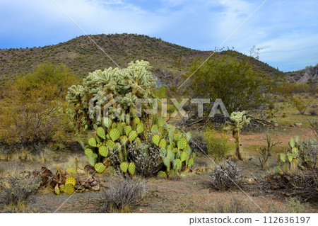 Salt River Recreation Area Arizona 112636197