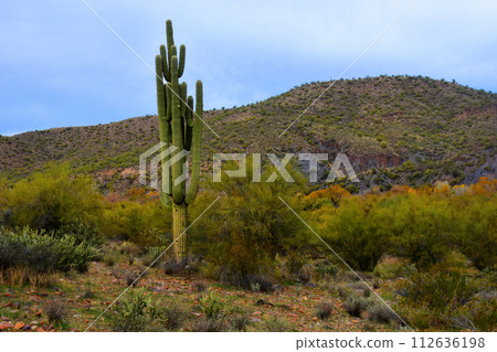 Salt River Recreation Area Arizona Salt River Recreation Area Arizona 112636198