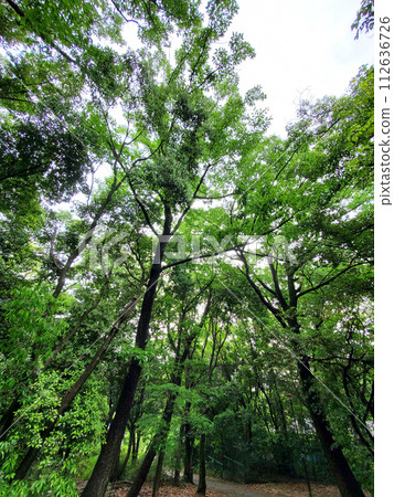 fresh green forest fresh green forest 112636726