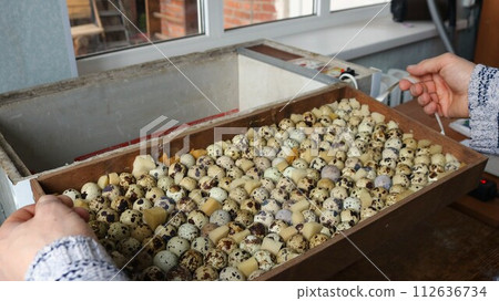 Hands hold a pallet with incubation quail eggs and lower the box into a small homemade incubator indoors, incubation of small spotted eggs of home agricultural quail in domestic conditions Hands hold a pallet with incubation quail eggs and lower the box into a small homemade incubator indoors, incubation of small spotted eggs of home agricultural quail in domestic conditions 112636734