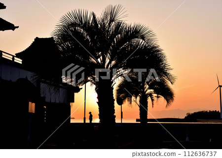 棕櫚樹剪影 112636737
