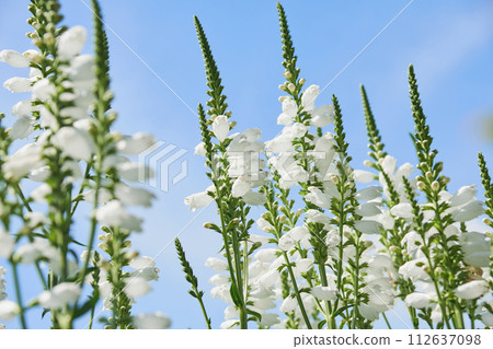 聽話的植物花盛開在花園裡 聽話的植物花盛開在花園裡 112637098