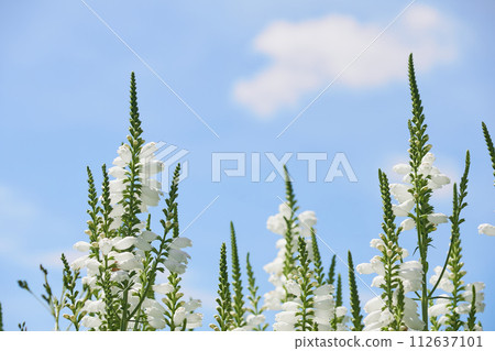 聽話的植物花盛開在花園裡 聽話的植物花盛開在花園裡 112637101