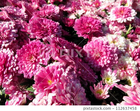雙花瑪格麗特粉碎 雙花瑪格麗特粉碎 112637458