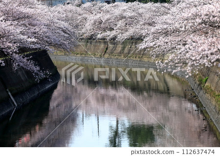A row of cherry blossom trees along the Mana River (Ichikawa City, Chiba Prefecture) A row of cherry blossom trees along the Mana River (Ichikawa City, Chiba Prefecture) 112637474