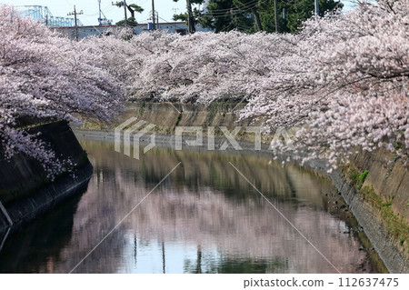 A row of cherry blossom trees along the Mana River (Ichikawa City, Chiba Prefecture) 112637475