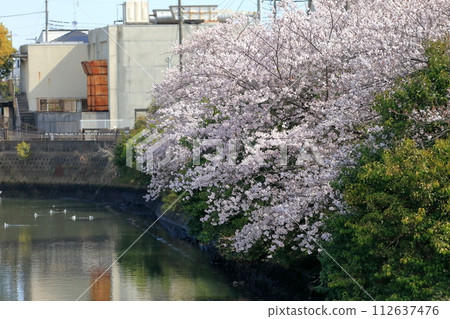 A row of cherry blossom trees along the Mana River (Ichikawa City, Chiba Prefecture) A row of cherry blossom trees along the Mana River (Ichikawa City, Chiba Prefecture) 112637476