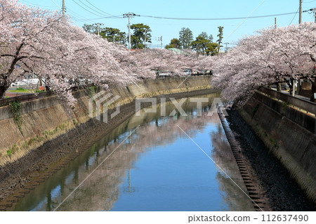 A row of cherry blossom trees along the Mana River (Ichikawa City, Chiba Prefecture) A row of cherry blossom trees along the Mana River (Ichikawa City, Chiba Prefecture) 112637490