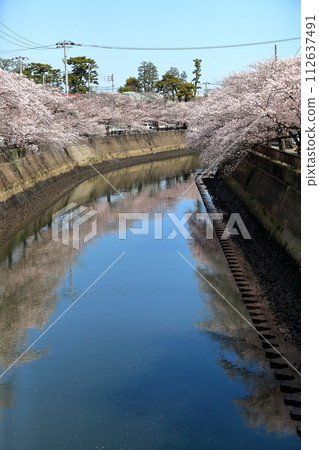 真那川沿岸的一排櫻花樹（千葉縣市川市） 112637491