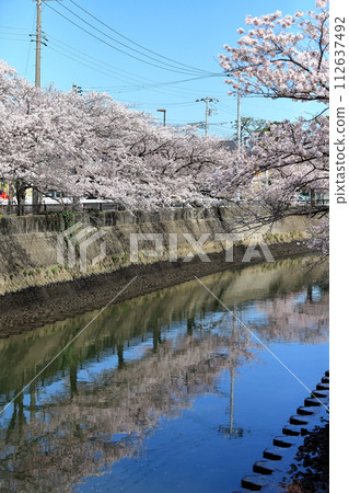 真那川沿岸的一排櫻花樹（千葉縣市川市） 112637492