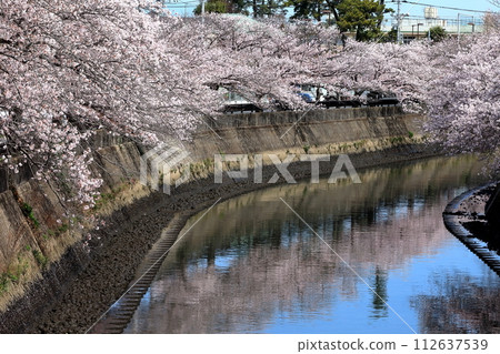 A row of cherry blossom trees along the Mana River (Ichikawa City, Chiba Prefecture) A row of cherry blossom trees along the Mana River (Ichikawa City, Chiba Prefecture) 112637539