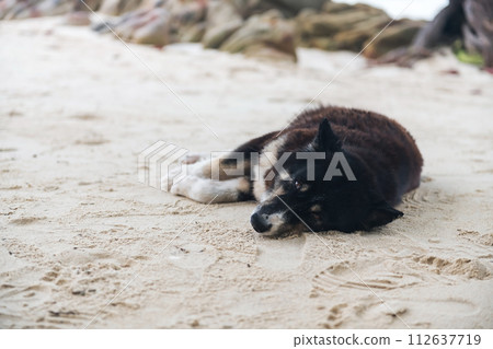 Sleepy black dog lying on beach at Ko Man Klang, Rayong Sleepy black dog lying on beach at Ko Man Klang, Rayong 112637719