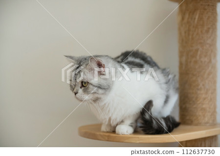 Cute Scottish tabby cat breed stand on shelf by white wall Cute Scottish tabby cat breed stand on shelf by white wall 112637730