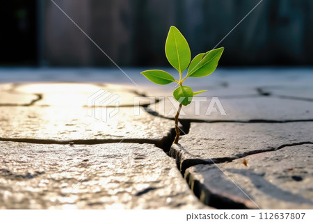 Emergence of New Life: Young Green Plant Breaking Through Stone Cracks - Generative AI 112637807