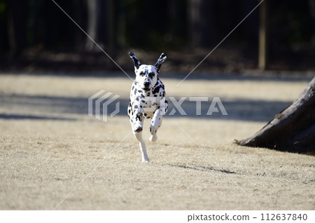 達爾馬提亞狗在狗跑道上奔跑 112637840