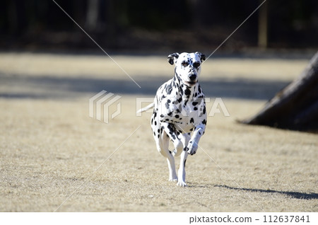達爾馬提亞狗在狗跑道上奔跑 達爾馬提亞狗在狗跑道上奔跑 112637841