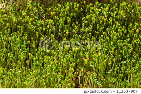 green tiny plants, beautiful tiny plants bacground green tiny plants, beautiful tiny plants bacground 112637907