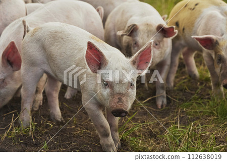 Eco pig farm in the field in Denmark. Cute piglets in the pasture Eco pig farm in the field in Denmark. Cute piglets in the pasture 112638019