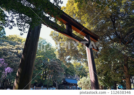 Shiga Omi Shrine approach path scenery 112638346