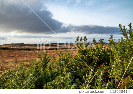 Gorse at the Loughderryduff windfarm is producing between Ardara and Portnoo Gorse at the Loughderryduff windfarm is producing between Ardara and Portnoo 112638414