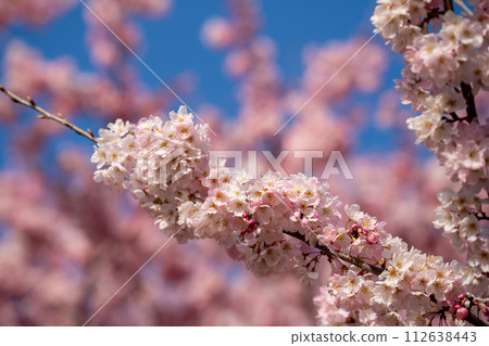 Kawazu cherry blossoms herald the arrival of spring. Spring blossoms in Minamiashigara City 112638443