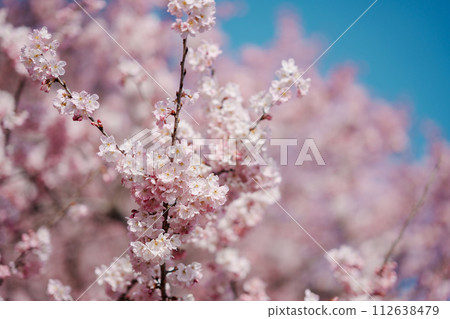 Kawazu cherry blossoms herald the arrival of spring. Spring blossoms in Minamiashigara City 112638479