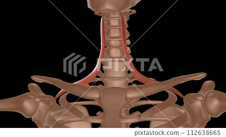 human female muscle anatomy for medical concept 3d rendering 112638665