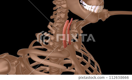 human female muscle anatomy for medical concept 3d rendering 112638666