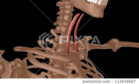 human female muscle anatomy for medical concept 3d rendering 112638667