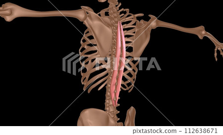 human female muscle anatomy for medical concept 3d rendering 112638671