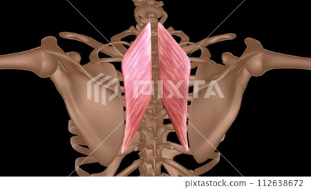 human female muscle anatomy for medical concept 3d rendering 112638672