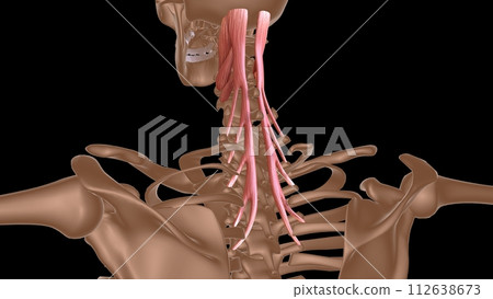 human female muscle anatomy for medical concept 3d rendering 112638673