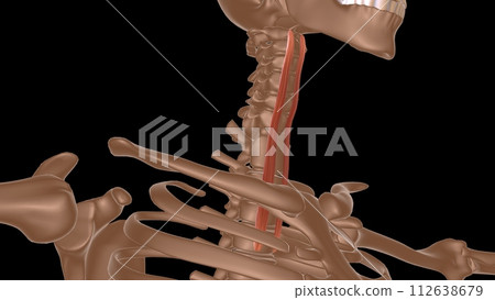 human female muscle anatomy for medical concept 3d rendering human female muscle anatomy for medical concept 3d rendering 112638679