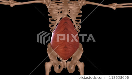 human female muscle anatomy for medical concept 3d rendering human female muscle anatomy for medical concept 3d rendering 112638696