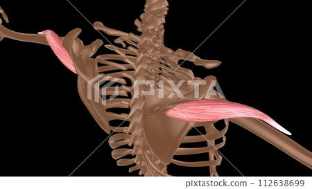 human female muscle anatomy for medical concept 3d rendering 112638699