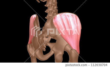 human female muscle anatomy for medical concept 3d rendering 112638704