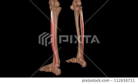human female muscle anatomy for medical concept 3d rendering human female muscle anatomy for medical concept 3d rendering 112638711