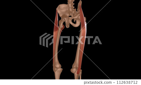 human female muscle anatomy for medical concept 3d rendering human female muscle anatomy for medical concept 3d rendering 112638712