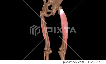 human female muscle anatomy for medical concept 3d rendering human female muscle anatomy for medical concept 3d rendering 112638719
