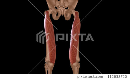 human female muscle anatomy for medical concept 3d rendering human female muscle anatomy for medical concept 3d rendering 112638720