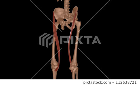 human female muscle anatomy for medical concept 3d rendering 112638721
