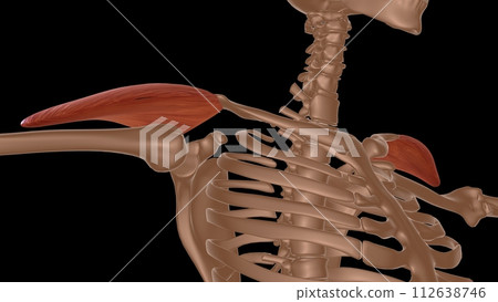 human female muscle anatomy for medical concept 3d rendering 112638746