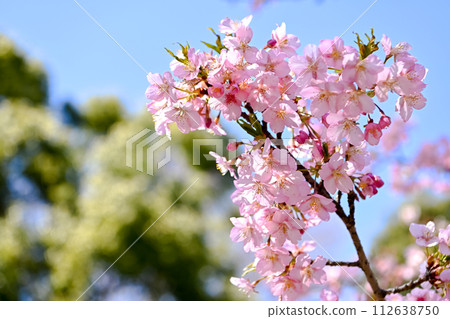 Sakurasaku 112638750