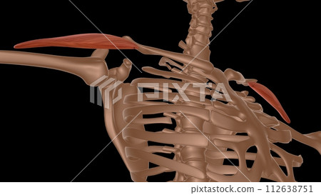 human female muscle anatomy for medical concept 3d rendering 112638751