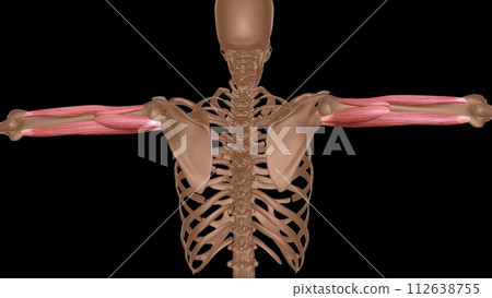 human female muscle anatomy for medical concept 3d rendering 112638755